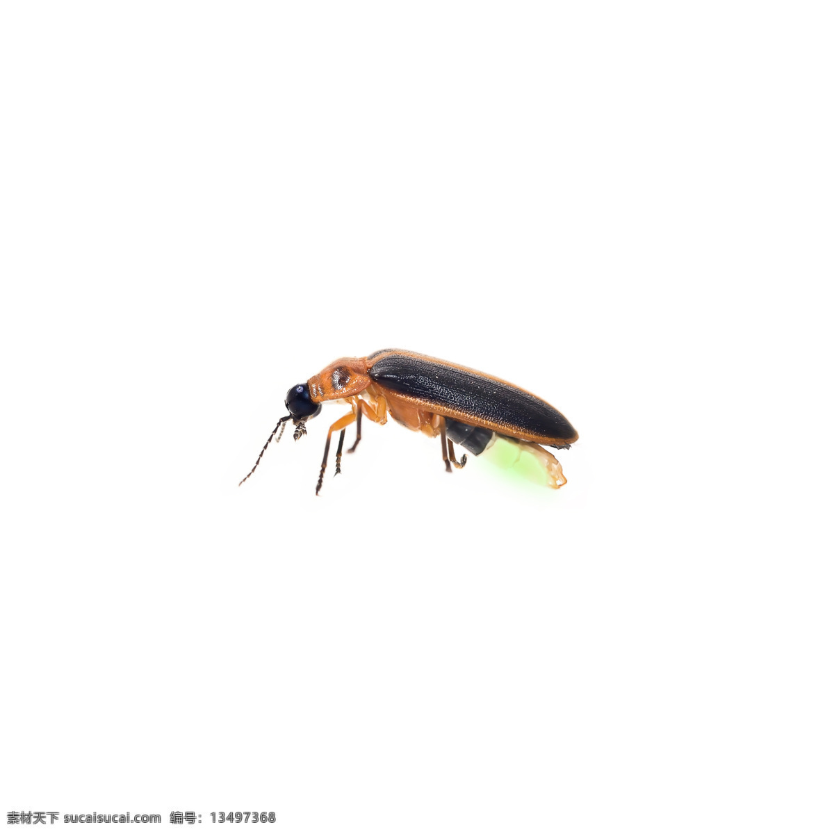萤火虫 昆虫 动物 背景 海报 素材图片 杂图