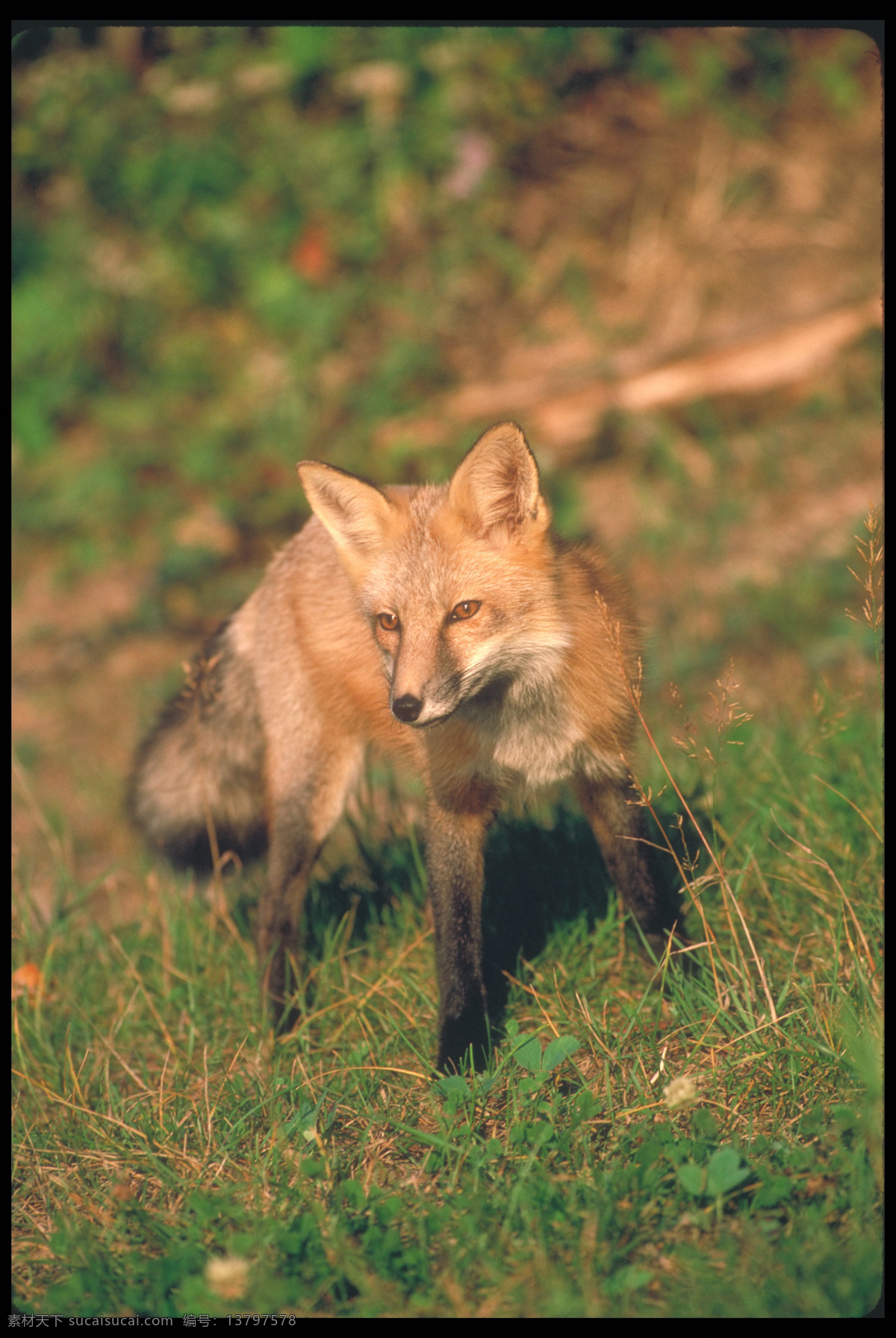 野生狐狸 野生 狐狸 狐狸摄影 野生动物 动物摄影 陆地动物 生物世界 黑色