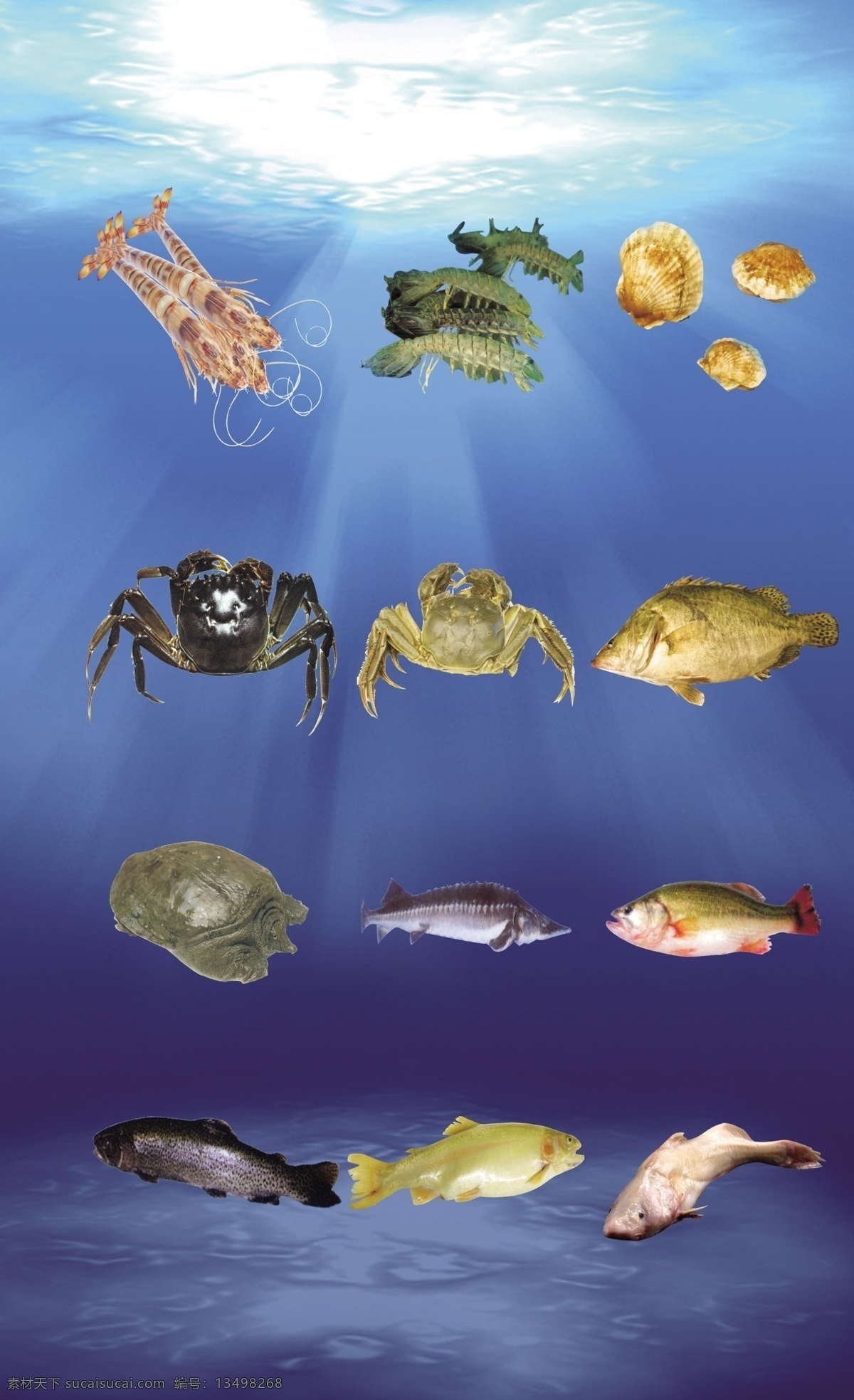 海鲜 海洋 基围虾 对虾 皮皮虾 扇贝 阳澄湖大闸蟹 大闸蟹 桂鱼 甲鱼 野生甲鱼 鲟鱼 鲈鱼 虹鳟鱼 红鳟鱼 鮰鱼 菜谱 菜谱海鲜 分层 源文件