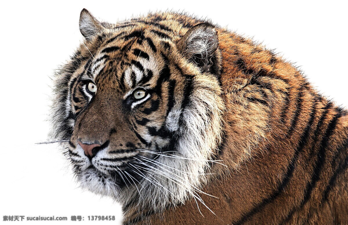 凶猛 老虎 大老虎 猛虎 东北虎 猛兽 野兽