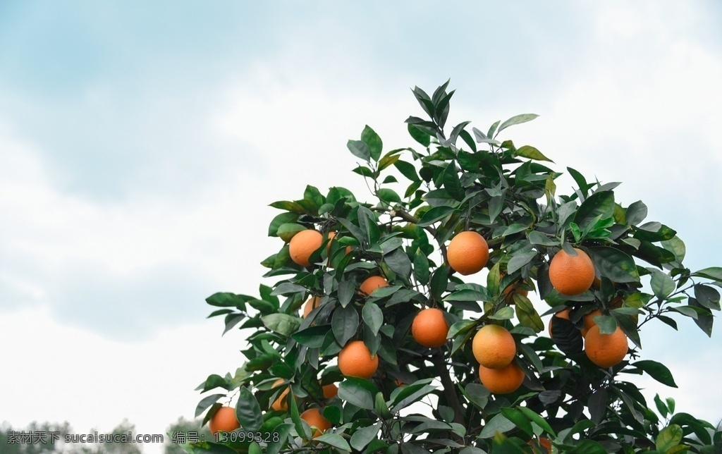 树上 橙子 水果 食物 树木 天空 美食天下 生物世界