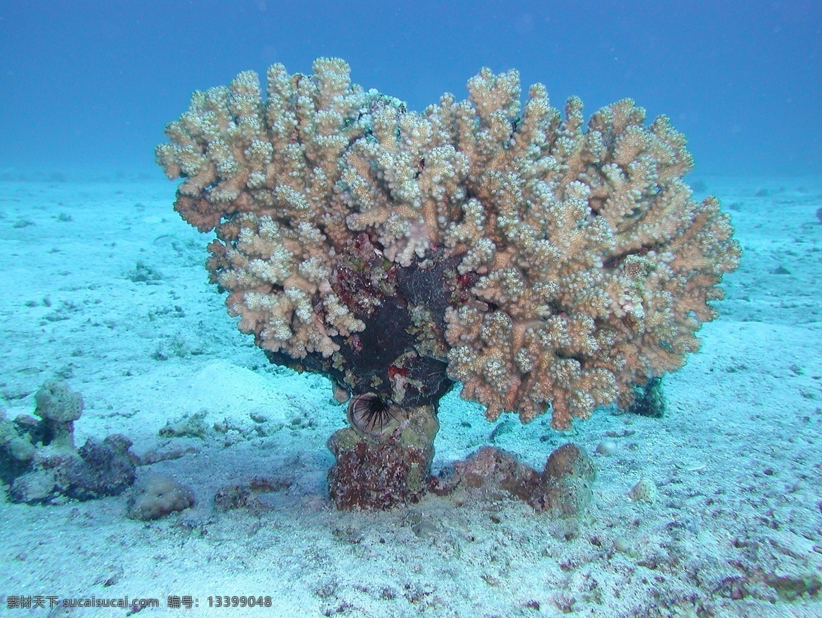 深海珊瑚特写 深海 海底 海洋 珊瑚 海洋生物 生物世界