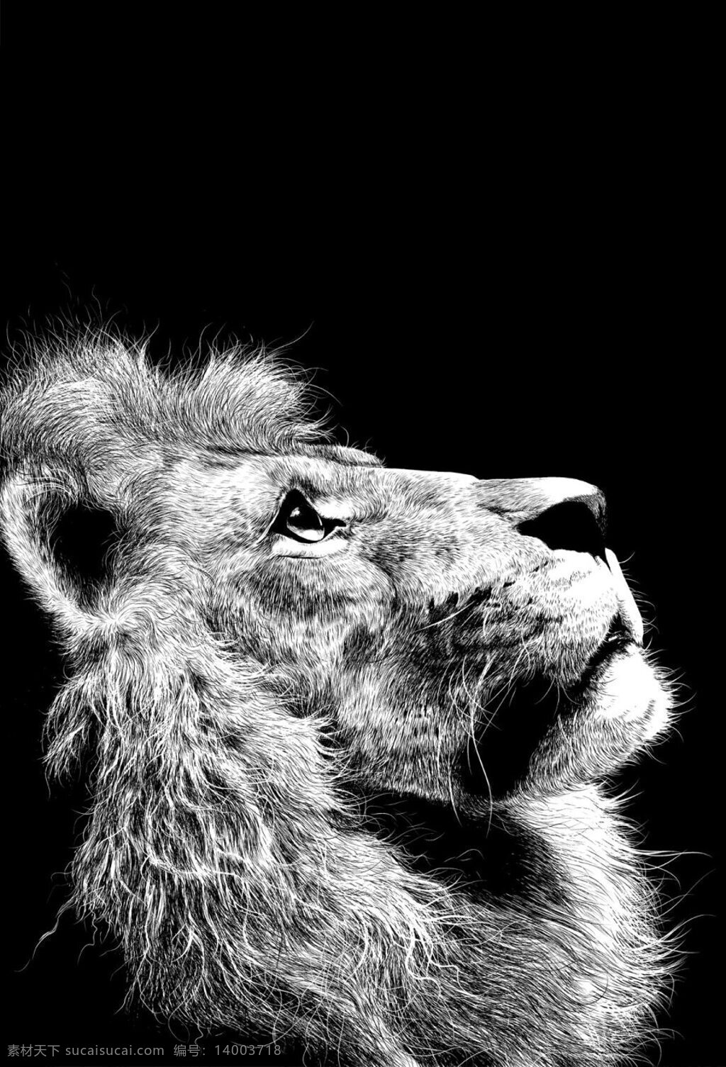 动物 钢笔画 仰望 动物钢笔画 狮王 生物世界