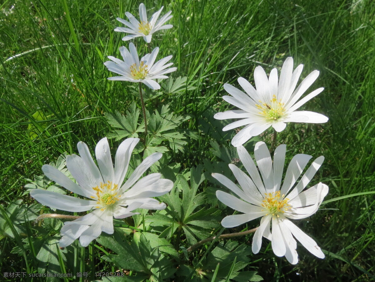 白色 银 莲花 高清 银莲花 白花 白色花朵 花朵