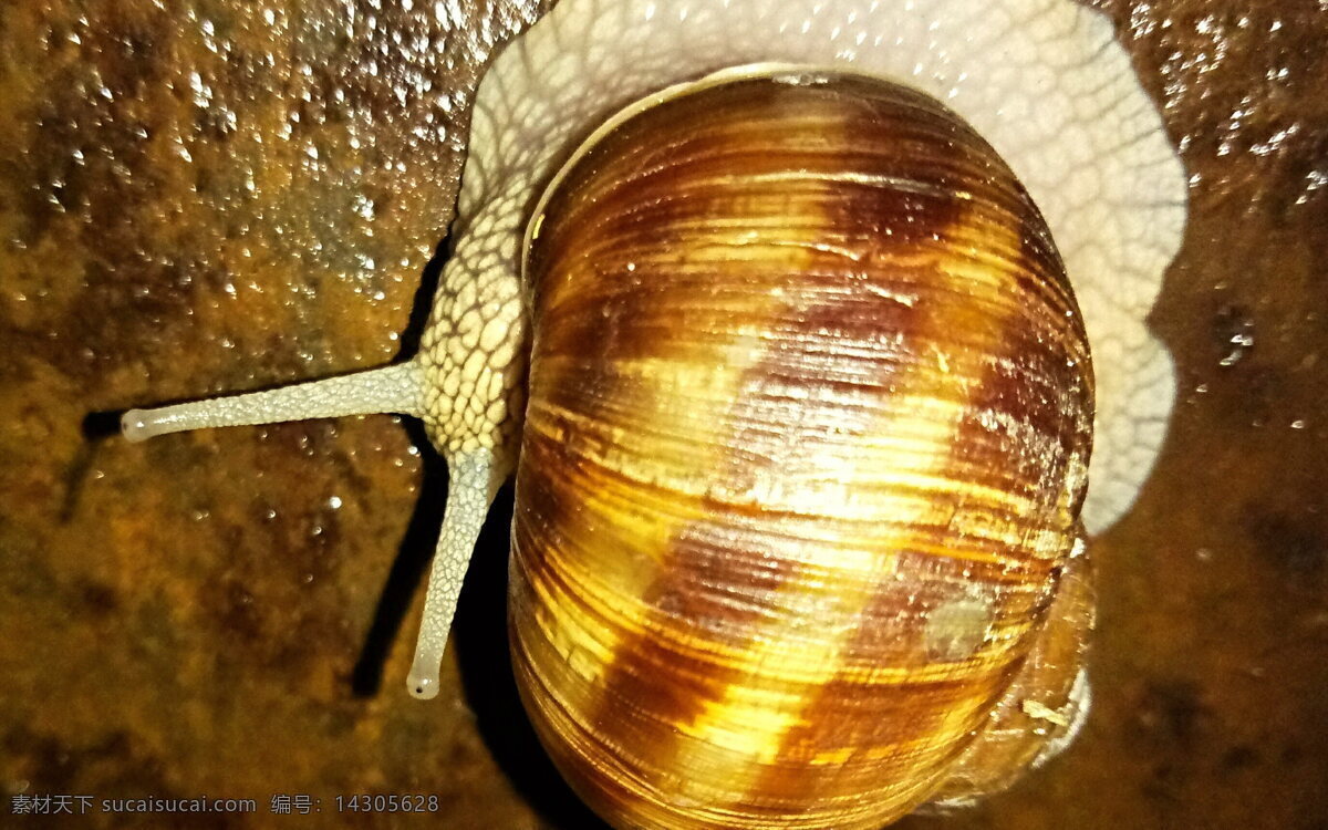 非洲蜗牛 大蜗牛 巨型蜗牛 非洲 巨型 蜗牛 软体动物 蜗牛壳 外壳 爬行动物 生物世界 昆虫
