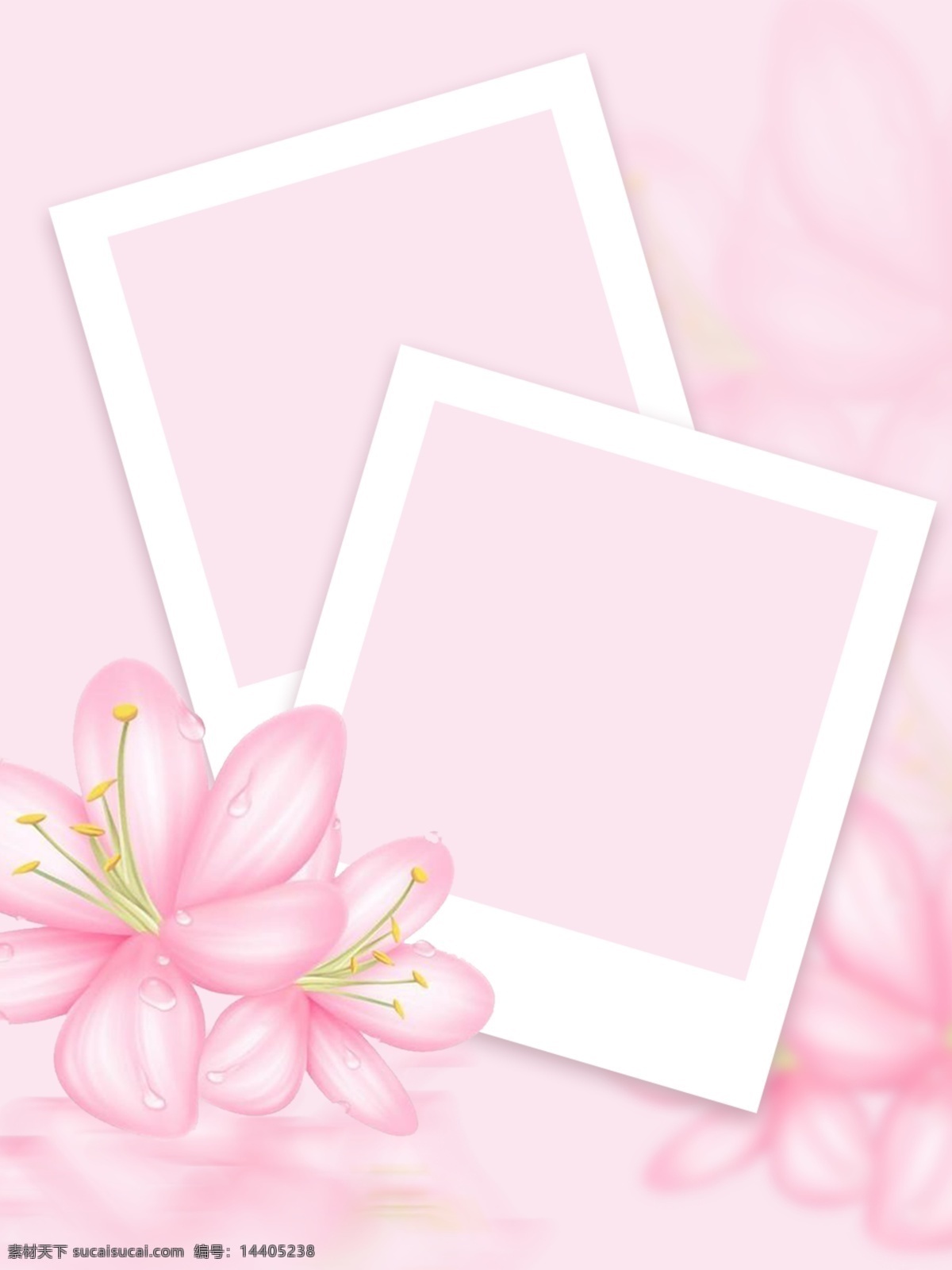 全 原创 花卉 植物 相纸 背景 粉色背景 粉色花朵背景 花 拍立得相纸