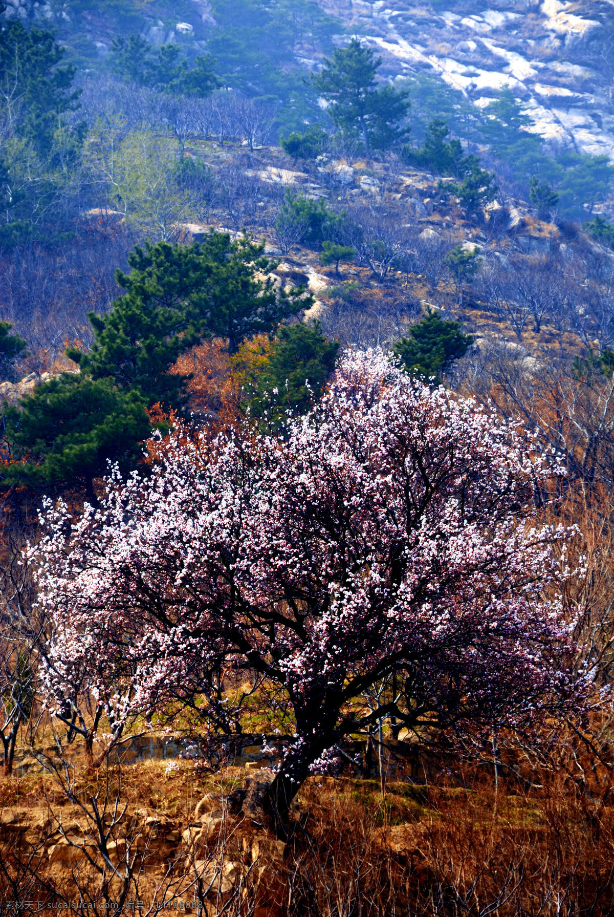 春天 大山 绿树 山坡 树木 梯田 远山 梨花 开放 梨花开放 植物 梨花树 树的形象 自然风景 自然景观 psd源文件