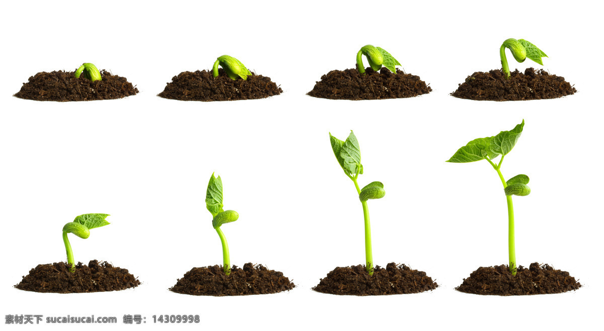 植物 幼苗 生长 过程 图 植物生长 土壤 新芽 泥土 绿芽 生长过程 花草树木 生物世界