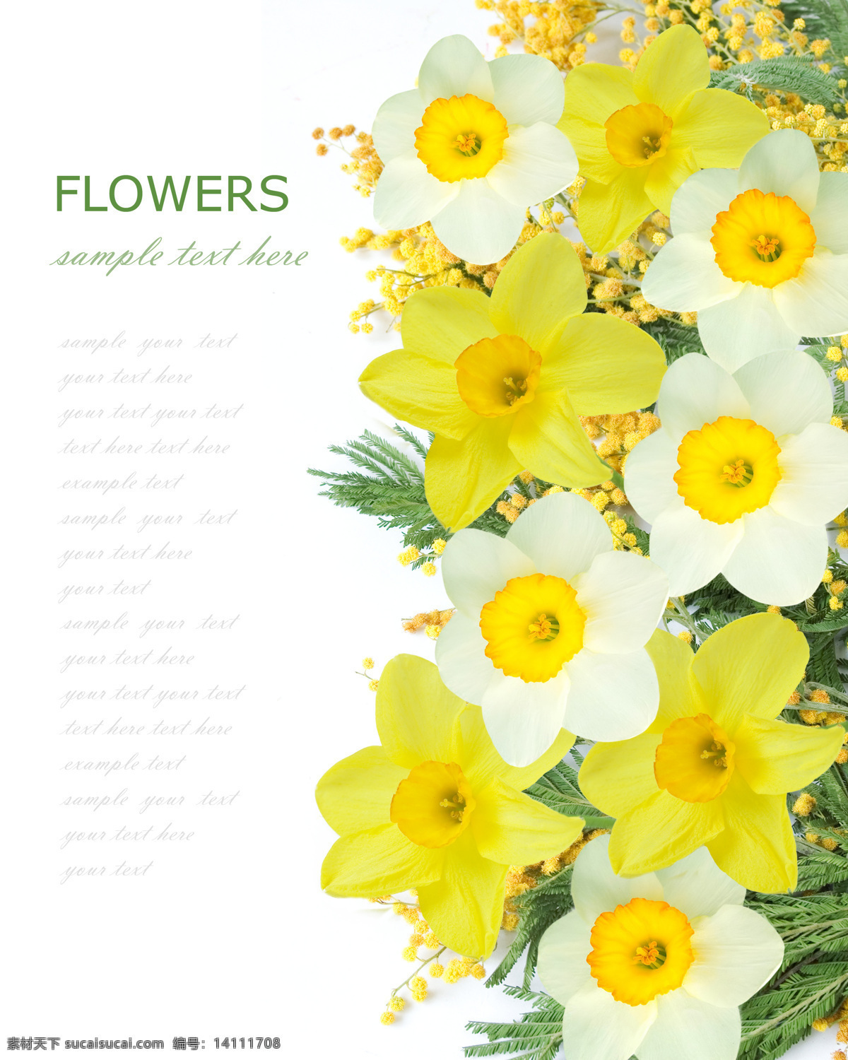 黄色 白色 花朵 背景 春天 春季 鲜花 美丽 娇艳 花草树木 生物世界