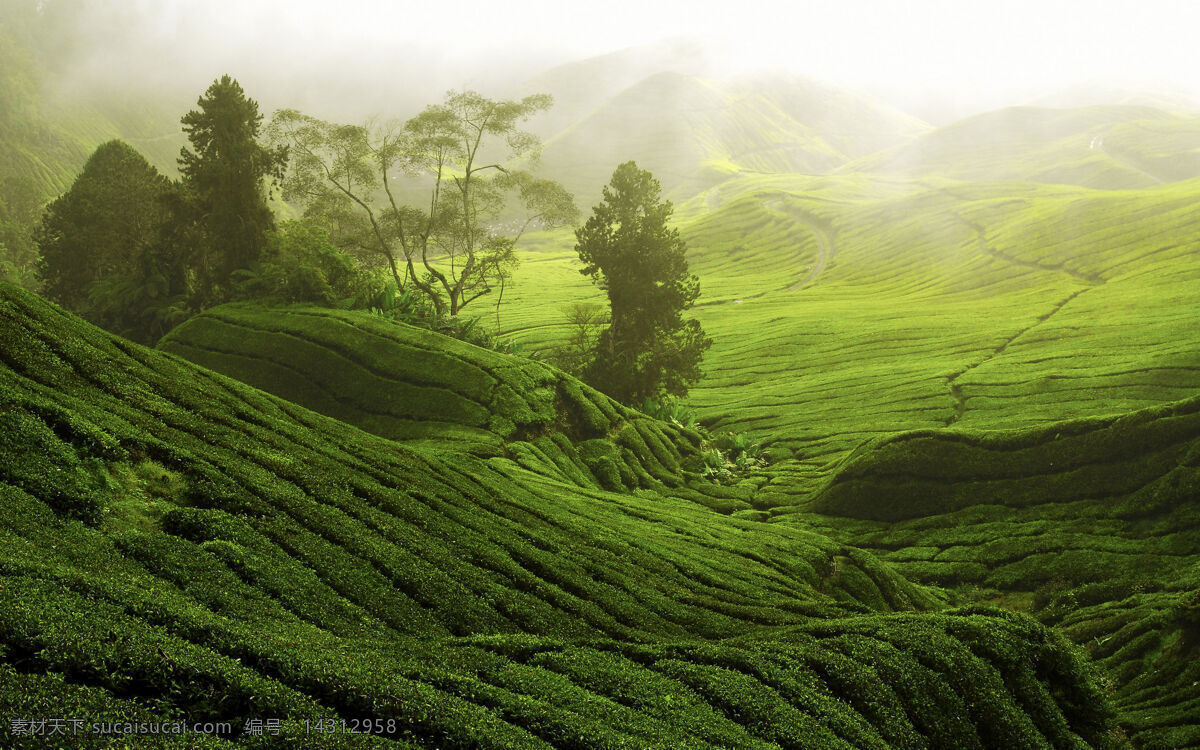 茶山 茶园 茶 茶叶 茶道 茶文化 采茶 制茶 茶韵 茶工艺 茶制作流程 中国茶道 制茶流程图 茶画册 茶包装 茶馆 茶展板 茶叶包装 茶文化广告 茶文化海报 茶壶 传统茶文化 茶行 茶广告 禅茶 养生 品茶 茶谱 功夫茶 绿茶 红茶 龙井茶 铁观音 普洱茶 茶人物 茶剪影 春茶新茶 新茶上市