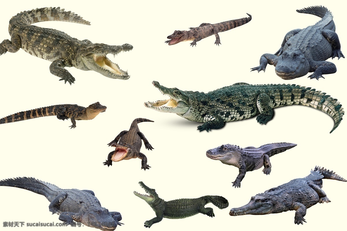 水生动物 动物 鳄鱼素材 动物素材