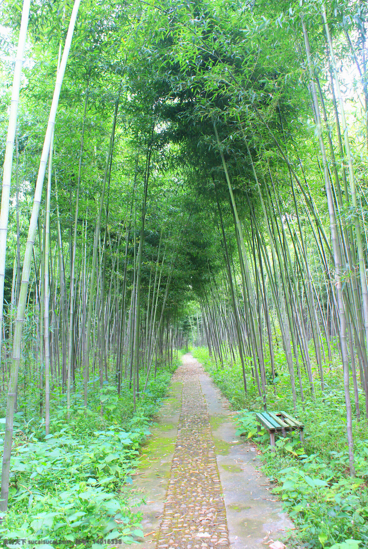 竹林 竹子 竹子摄影 竹海 竹杆 双溪漂流竹子 竹 雅竹 杭州旅游风景 竹林深处 竹林小径 生物世界 树木树叶