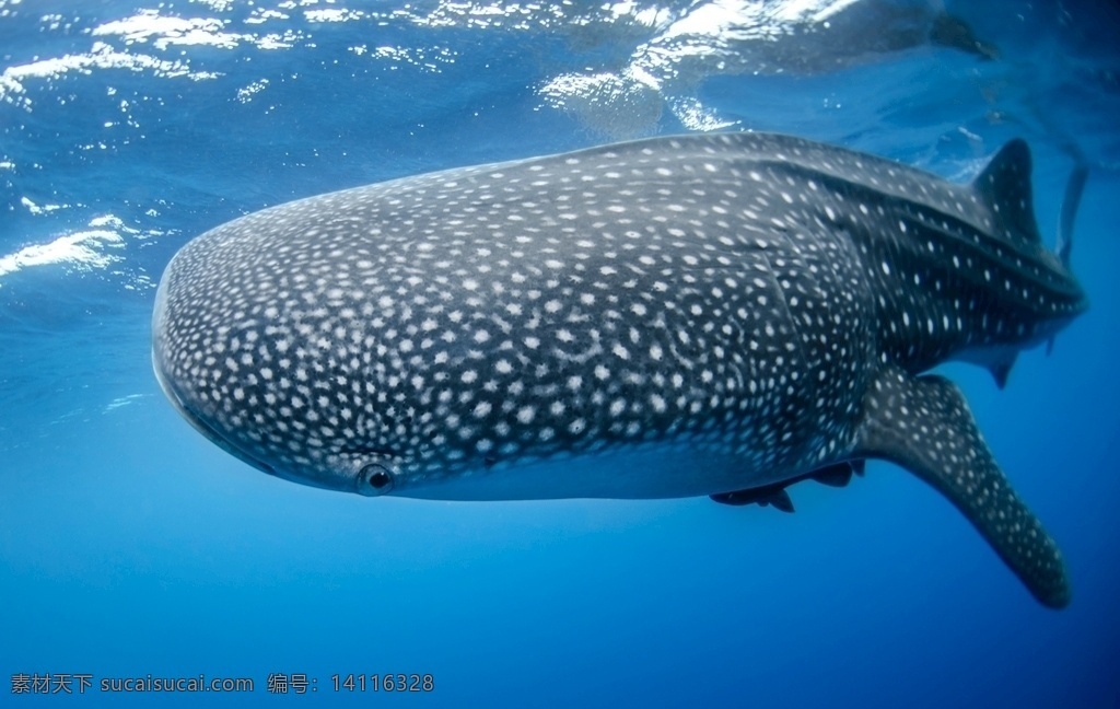 鲸鱼 大海 鲸 动物 蓝色 海底 生物世界 野生动物