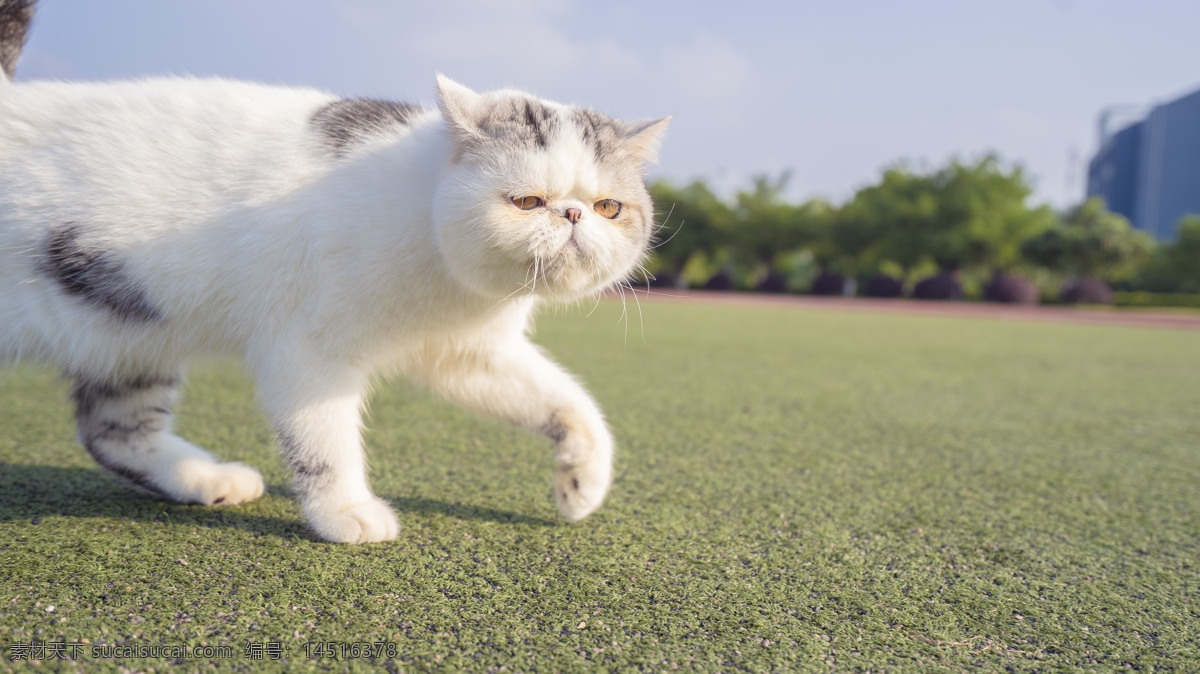 可爱 加菲 商业摄影 猫咪 猫猫 银间层 蓝天 白云 操场 商业