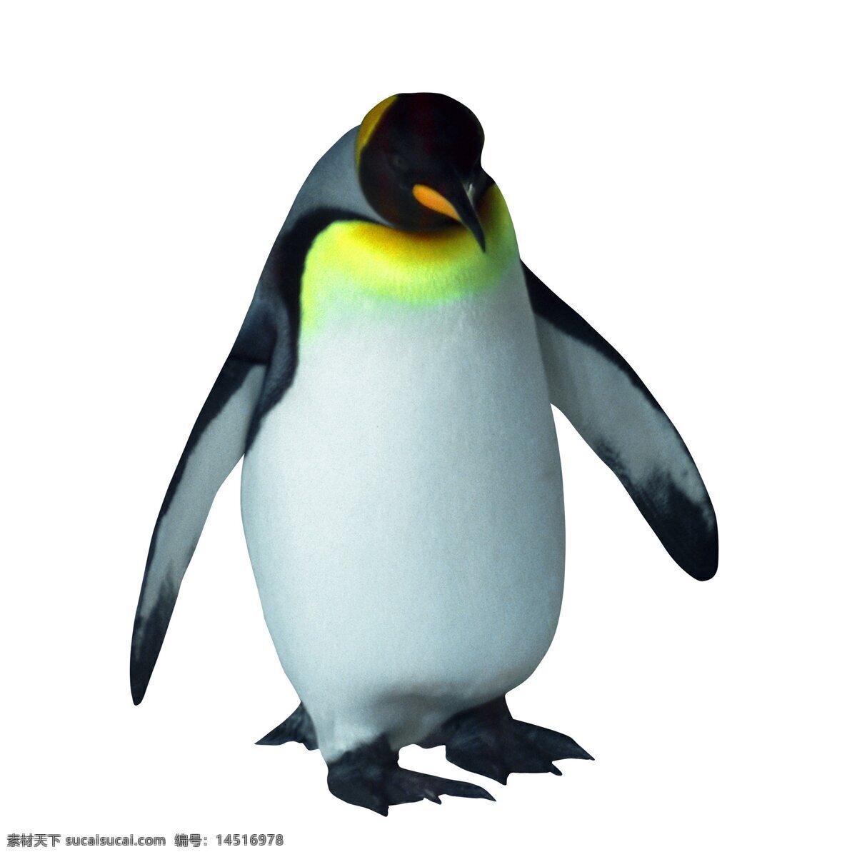 企鹅 动物摄影 南极企鹅 帝企鹅 企鹅素材 野生动物 生物世界