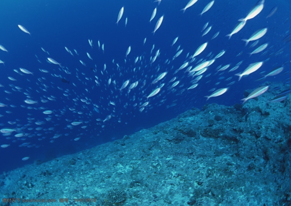 水底生物 水底动物 海洋 海 大海 海洋馆 水族馆 水族 珊瑚 珊瑚礁 海草 海藻 水底世界 鱼群 生物世界 海洋生物