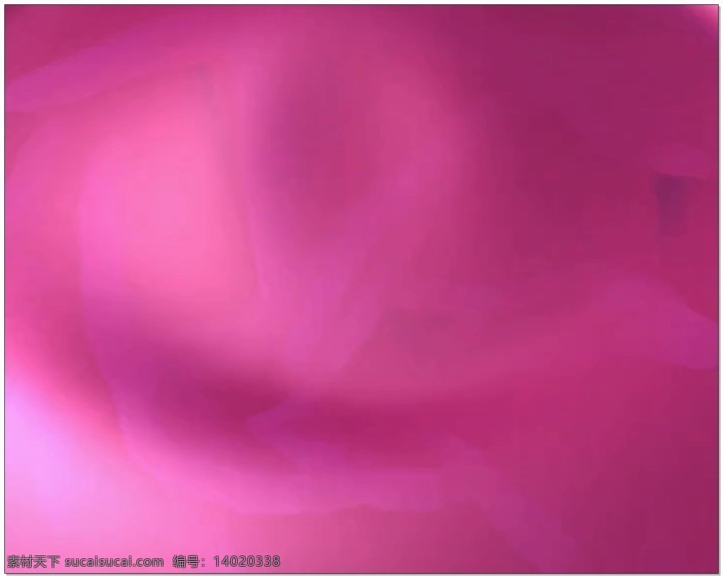 玫 红 婚礼 片头 视频 背景 玫红色 纯色 浪漫 视频素材 动态视频素材