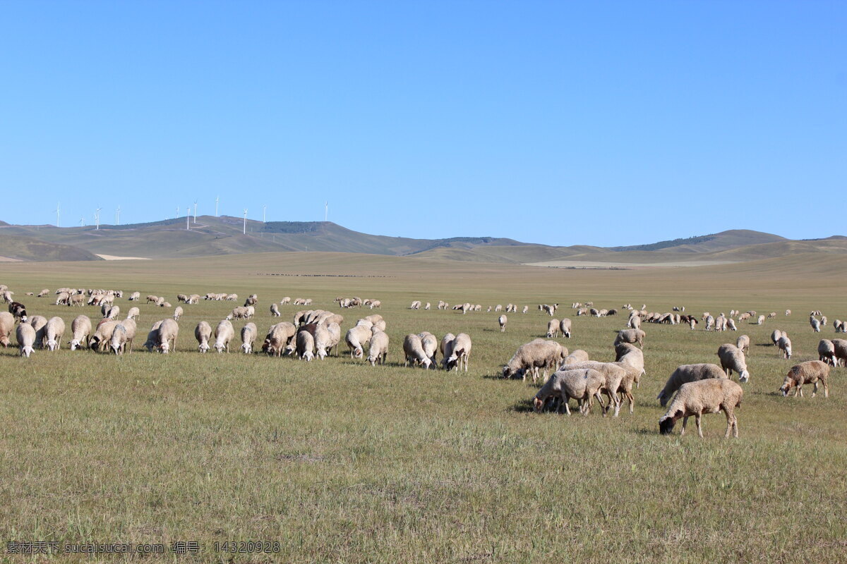 草原 风光摄影 天空 山羊 动物 自然风光 风景 景区 休闲 旅游 草原图片 风景图片