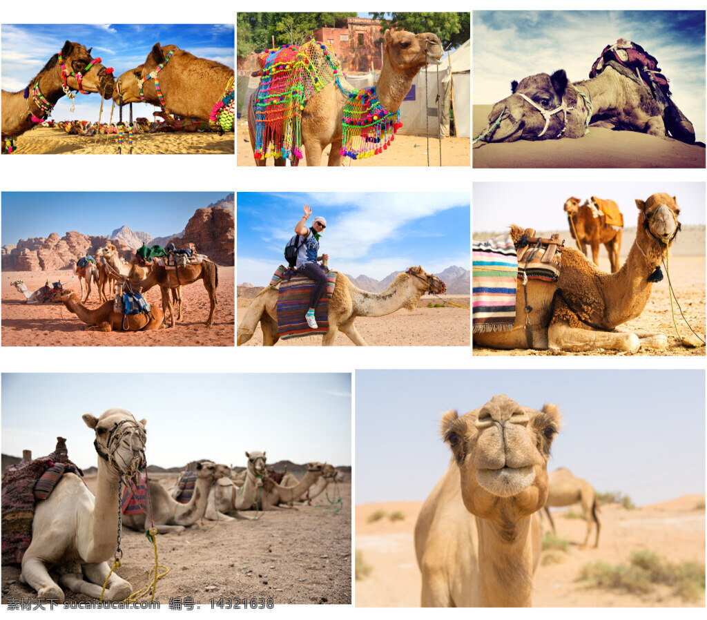 沙漠里骆驼 动物 沙滩 骆驼 白色