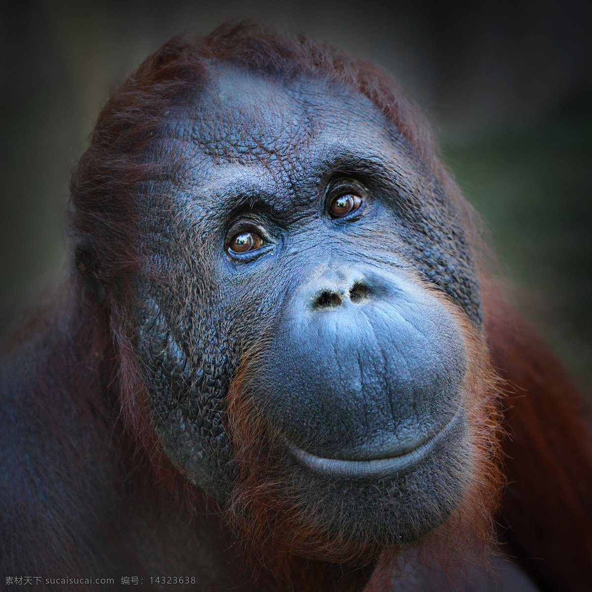 猩猩图片素材 猩猩 狒狒 野生动物 动物世界 陆地动物 生物世界