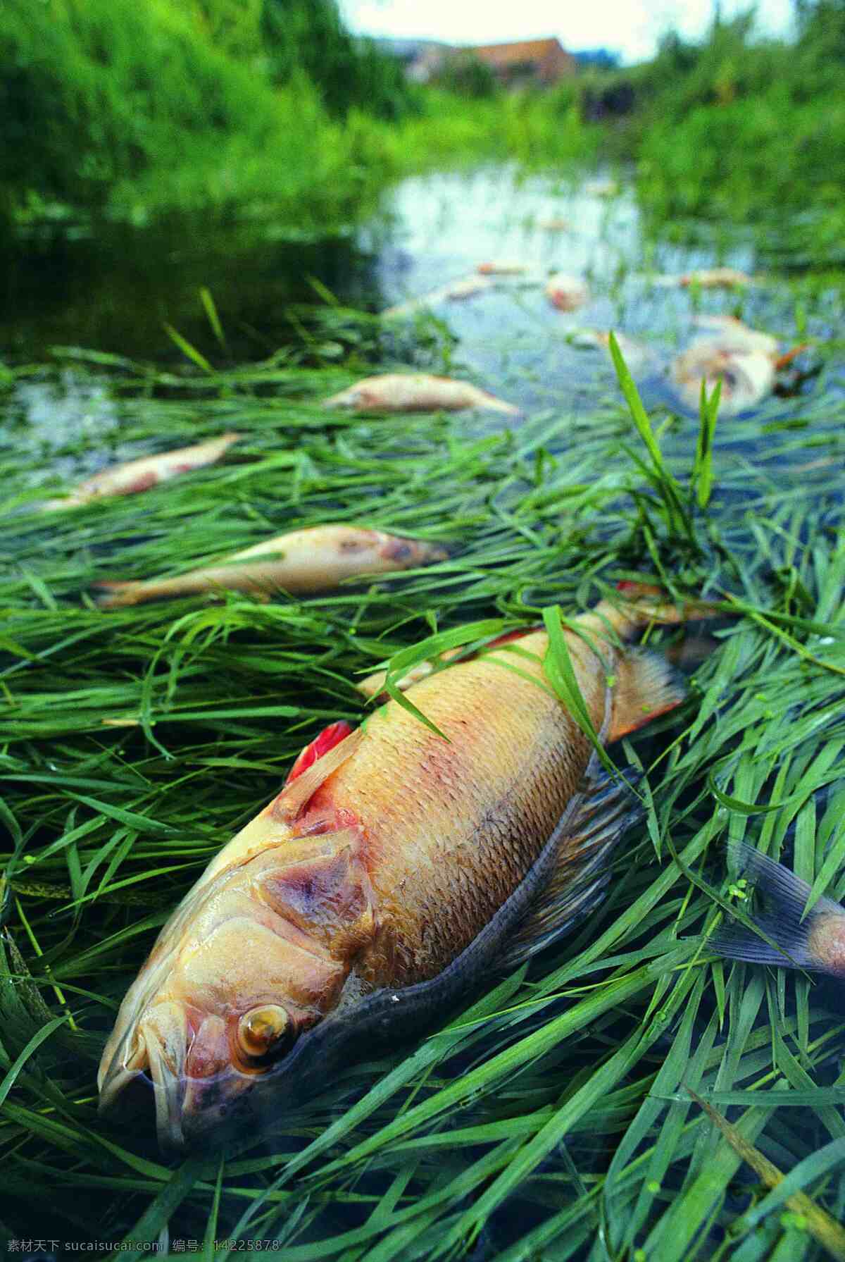 环保简报 环保 死鱼 污染 生活百科 摄影图库