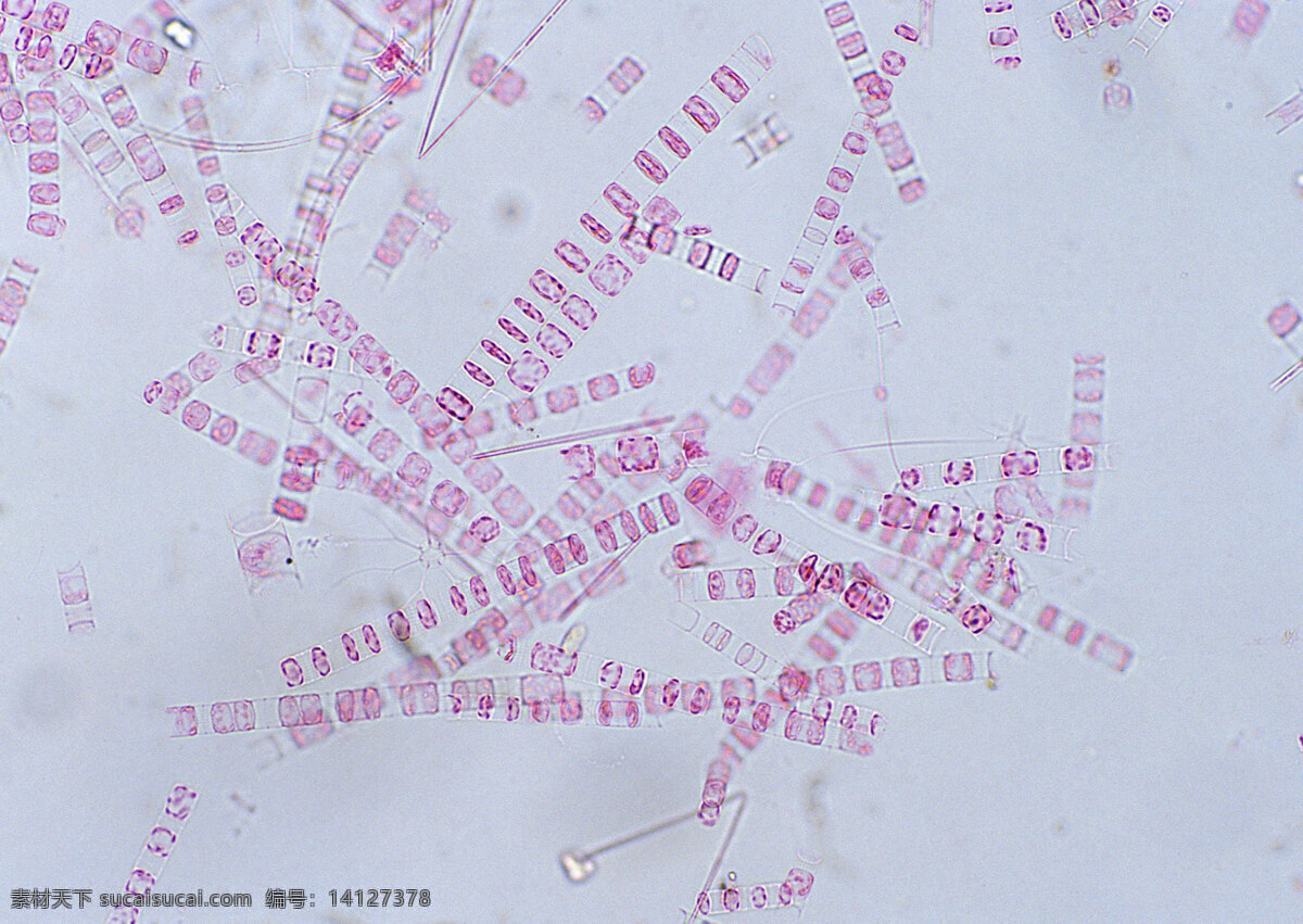 粉红色 带状 细胞 细胞结晶图片 微观世界 细胞单元 结晶