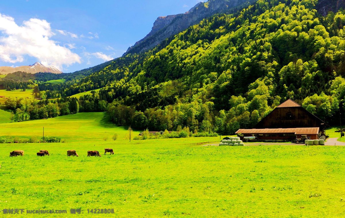 瑞士风光 瑞士 国外 牧场 蓝天 白云 阿尔卑斯山 树木 草地 村庄 牲畜 国外旅游 旅游摄影