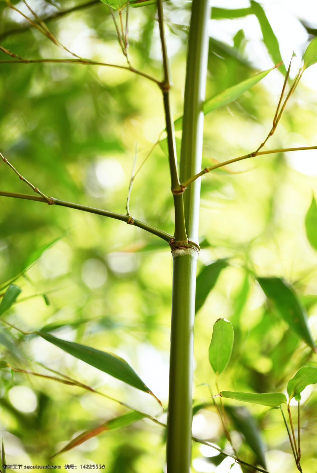 竹子 拍照 照片 拍摄 壁纸 高清 特写 竹叶 叶子 植物 竹林 竹竿 梅兰竹菊 青竹 毛竹 大自然 照片图片 生物世界 树木树叶