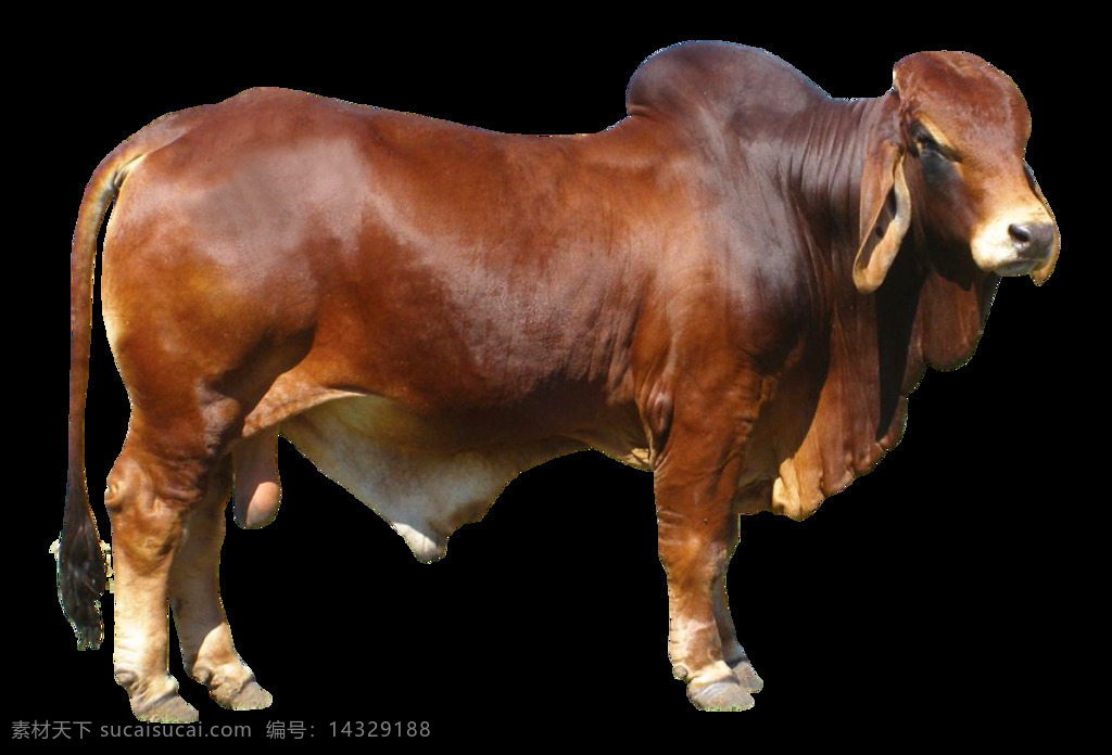 栗色 大 奶牛 免 抠 透明 栗色大奶牛 大奶牛 奶牛图片 奶牛头 奶牛素材 奶牛高清图片