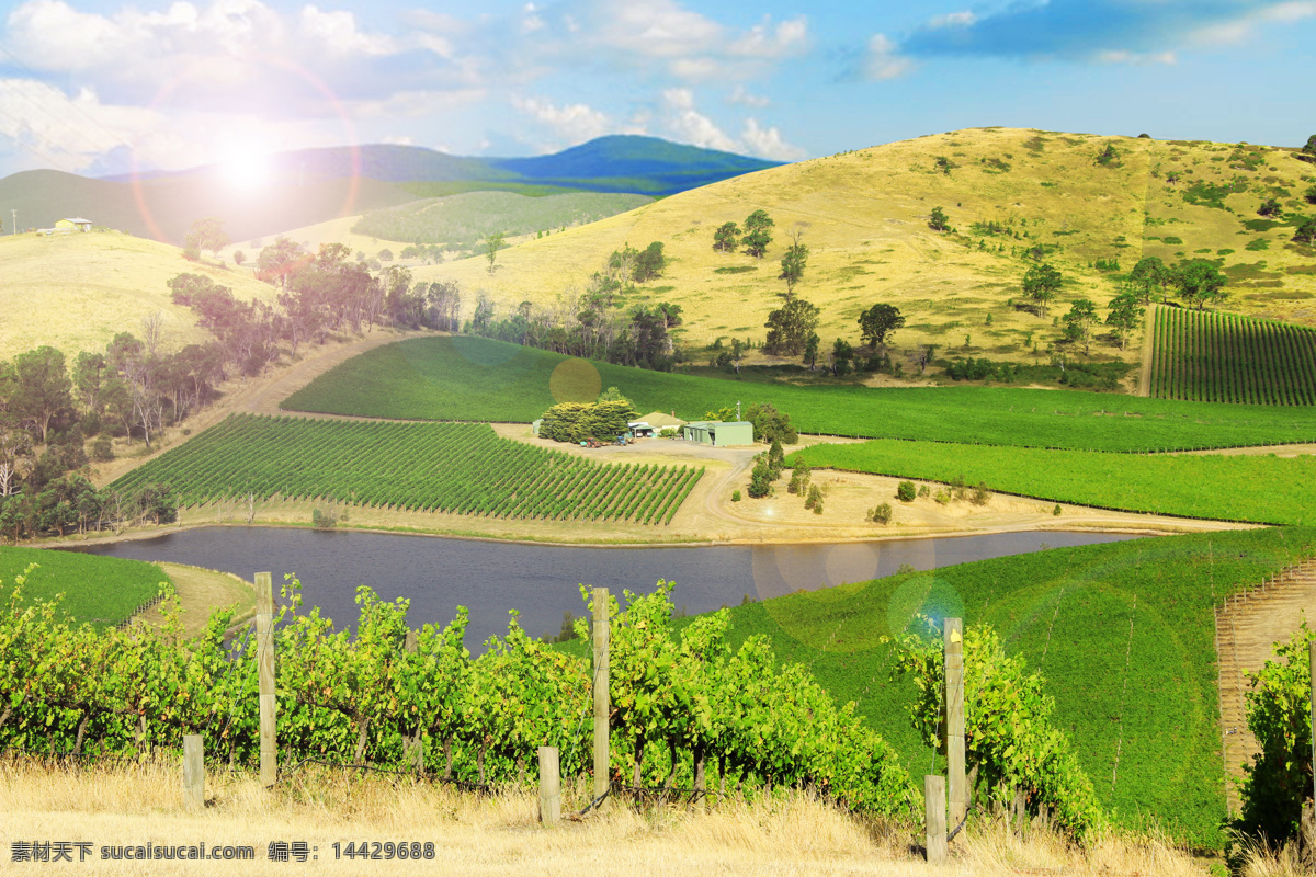 澳大利亚 葡萄 酒庄 泰瑞芬酒庄 葡萄酒 田园风光 自然景观
