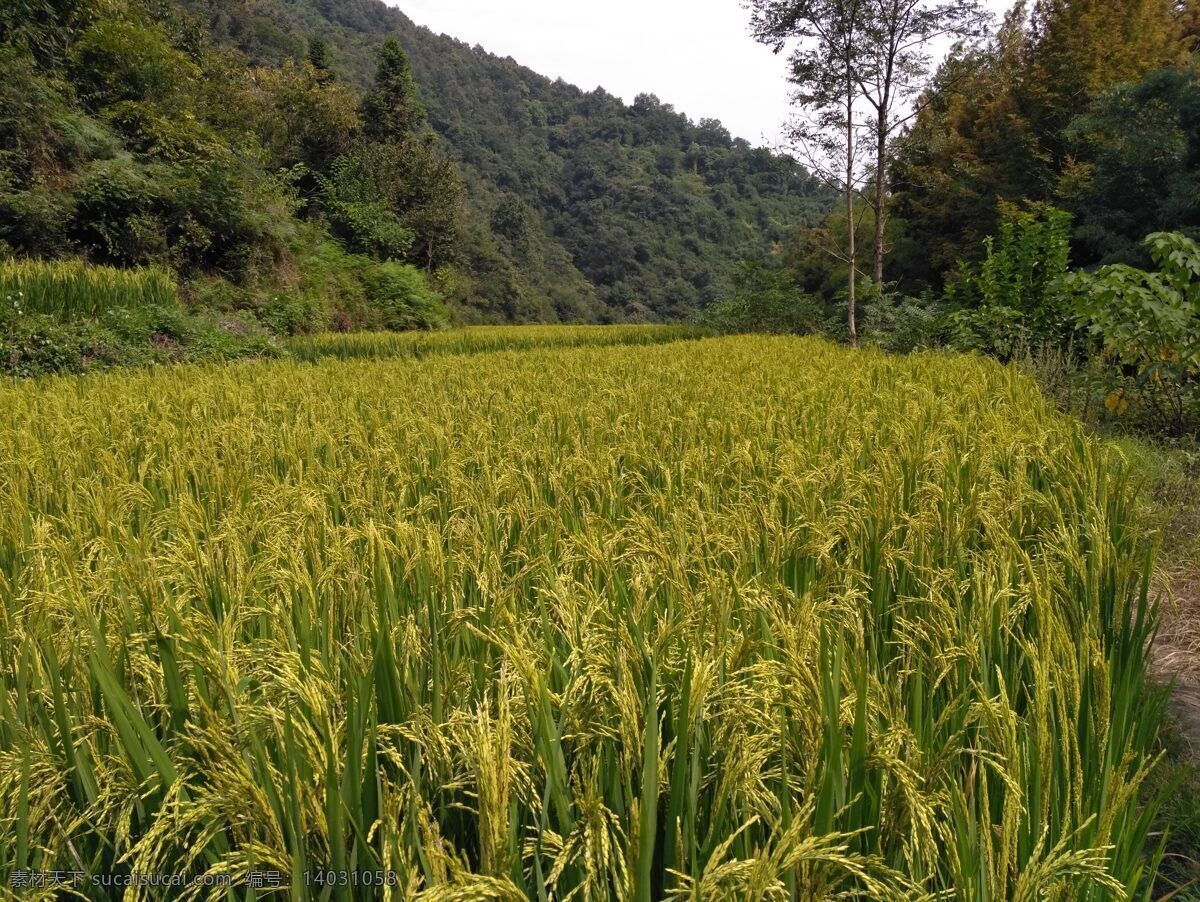 金黄的水稻 水稻 成熟的水稻 金色的水稻 大山里的水稻 稻田 青山 一片水稻 稻穗 金色的稻穗 自然景观 田园风光