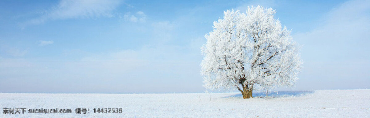 冬季 白色 雪地 风景 banner 背景 大气 海报 简洁 大树