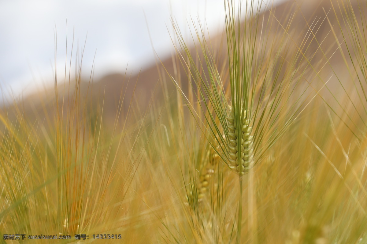 荞麦 粮食 小麦 高原 山 自然景观 自然风景