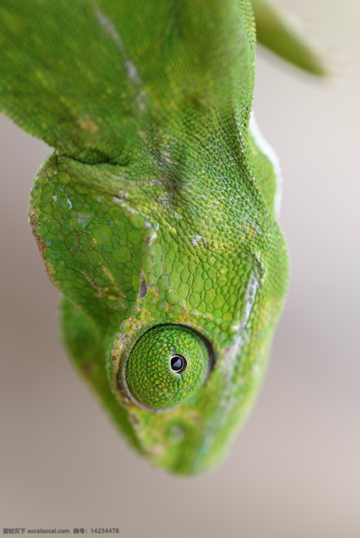 野生动物 蜥蜴 绿蛙 动物 特写 微距 生物世界