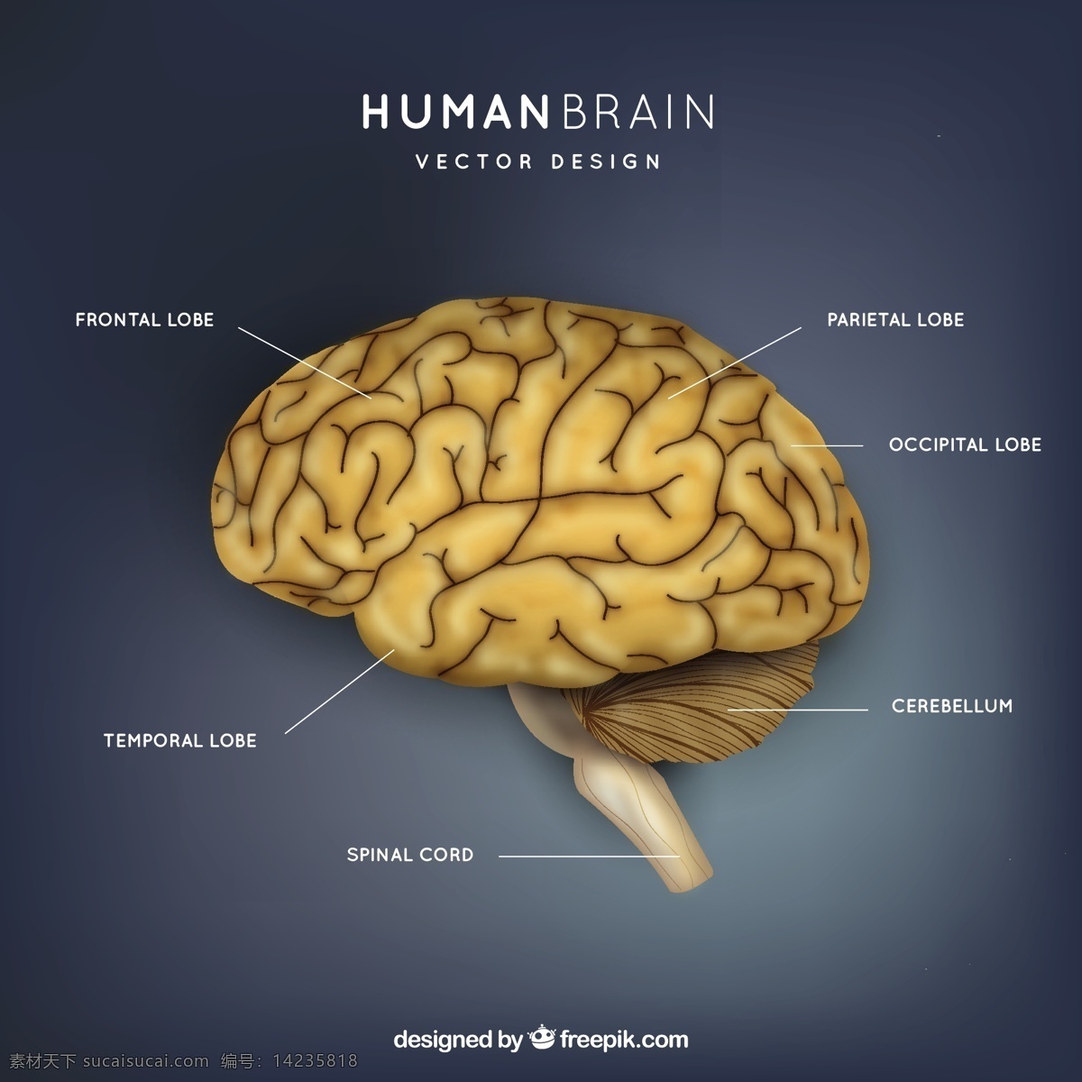 人脑的插图 爱 大脑 科学 人类 医学 学习 信息 思维 插图 知识 智力 器官 脐带 智慧 人类大脑 脊椎 额叶 叶 蓝色