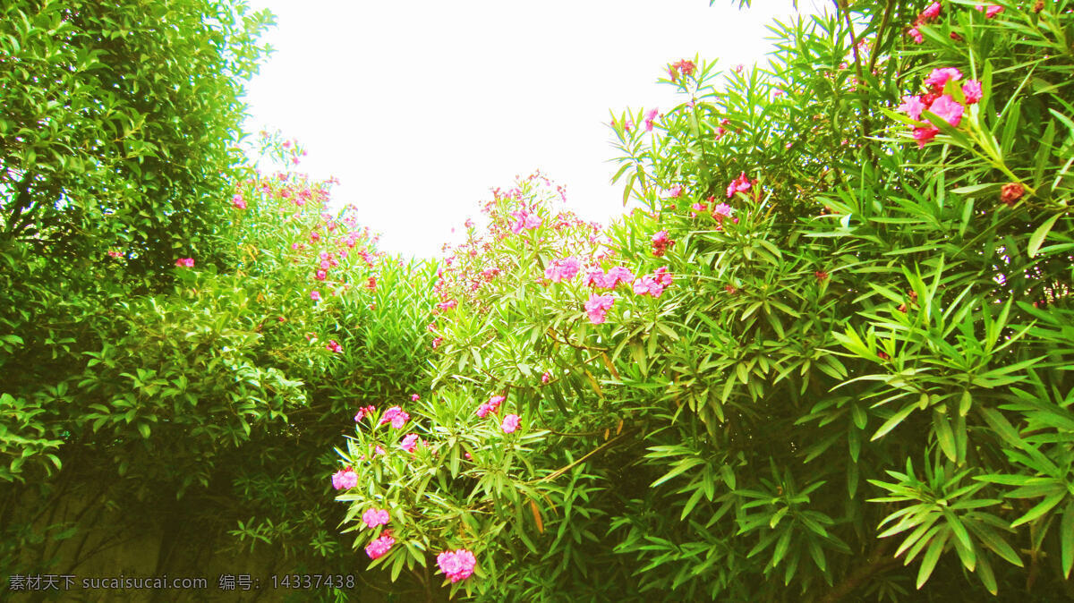 红花 花草 花蕾 绿叶 生物世界 树木 阳光明媚 兰 爽 竹 桃 兰爽竹桃 湘潭白石公园