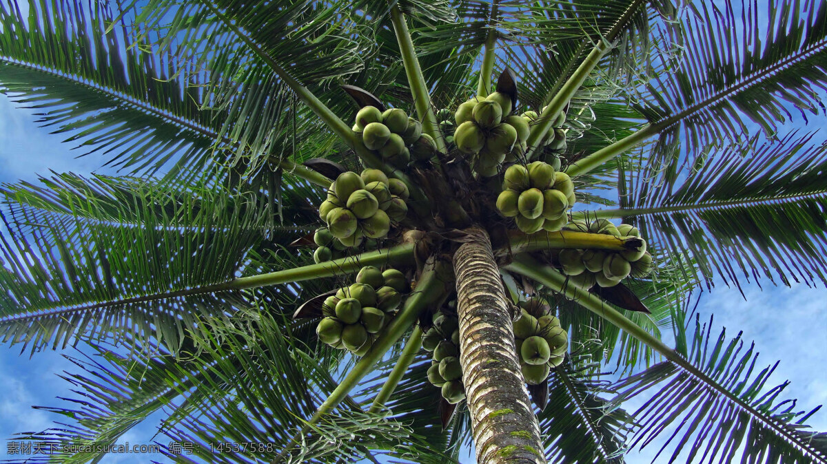 椰树 上 椰子 椰树上的椰子 海边 椰林 热带 海南 椰子树 椰树林 三亚市 热带植物 椰子树叶 海边椰树 海南风光 旅游摄影 国内旅游