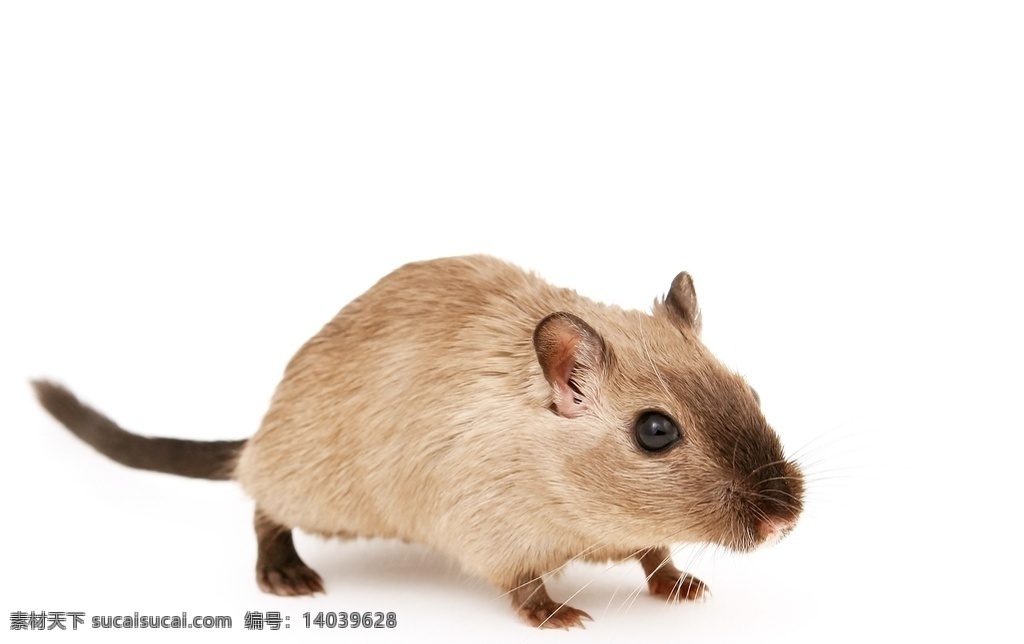 muroidea 老鼠 耗子 臭鼠 田鼠 家鼠 米耗子 坎精 老虫 mouse rat 小老鼠