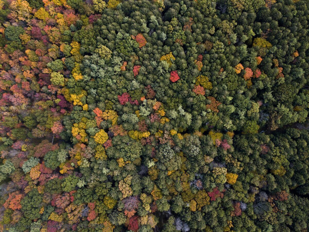 俯瞰森林美景 森林 树木 俯瞰 壮丽 美景 多娇江山 自然景观 自然风景