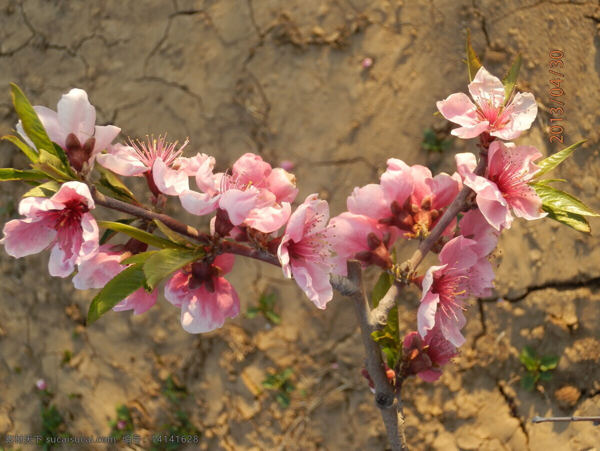 倔强的桃花 桃花 花朵 好看的花 醉美桃花 桃花运 花草 生物世界 黑色