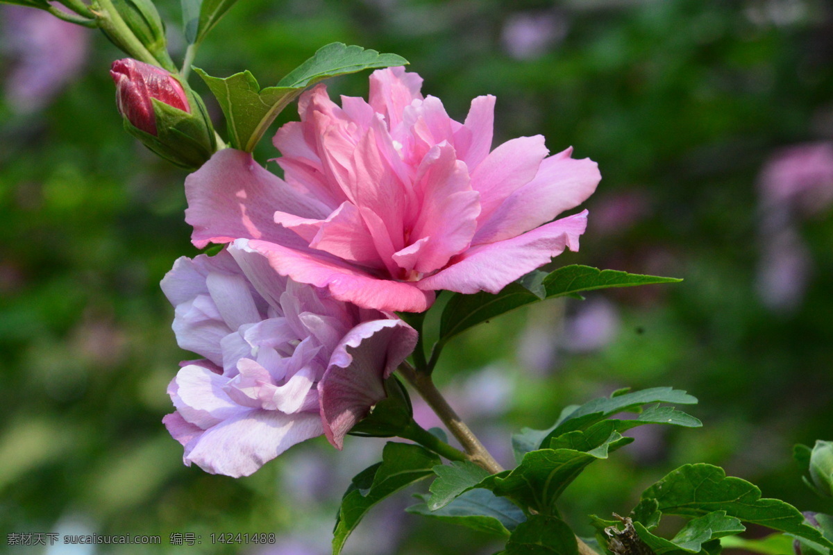 木槿 无穷花 花卉 花儿 花草 植物 园林绿化 绿化景观 花骨朵 花朵 花蕊 木槿木槿花 生物世界