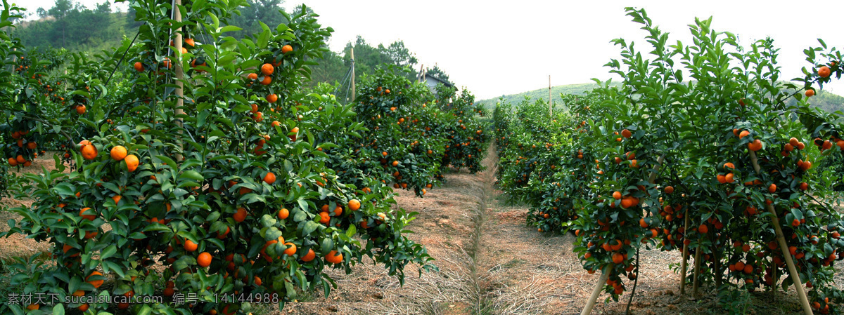 砂糖橘种植园 砂糖橘树 绿色 水果 生物世界