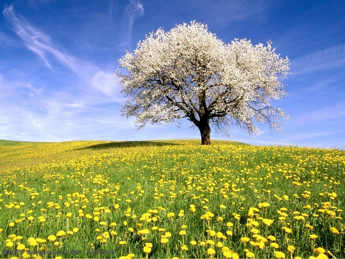鲜花 满地 白云 春天 花草 蓝天 生物世界 自然风景 鲜花满地