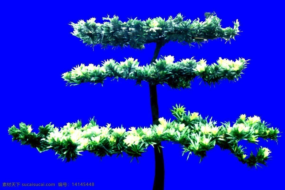 松柏 贴图素材 建筑装饰 设计素材 植物 蓝色