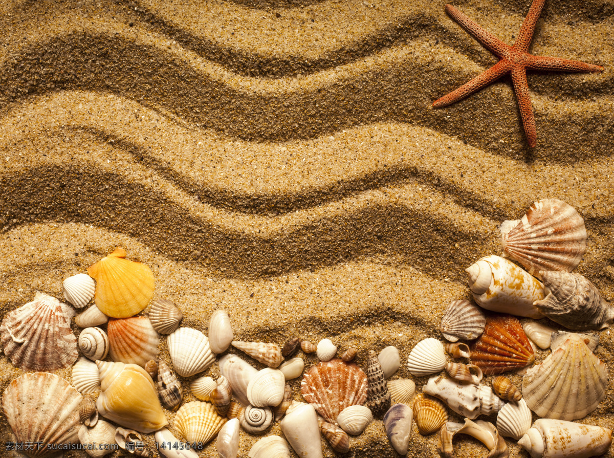 唯美 沙滩 上 贝壳 沙地背景 海滩背景 沙滩背景 沙子 沙砾