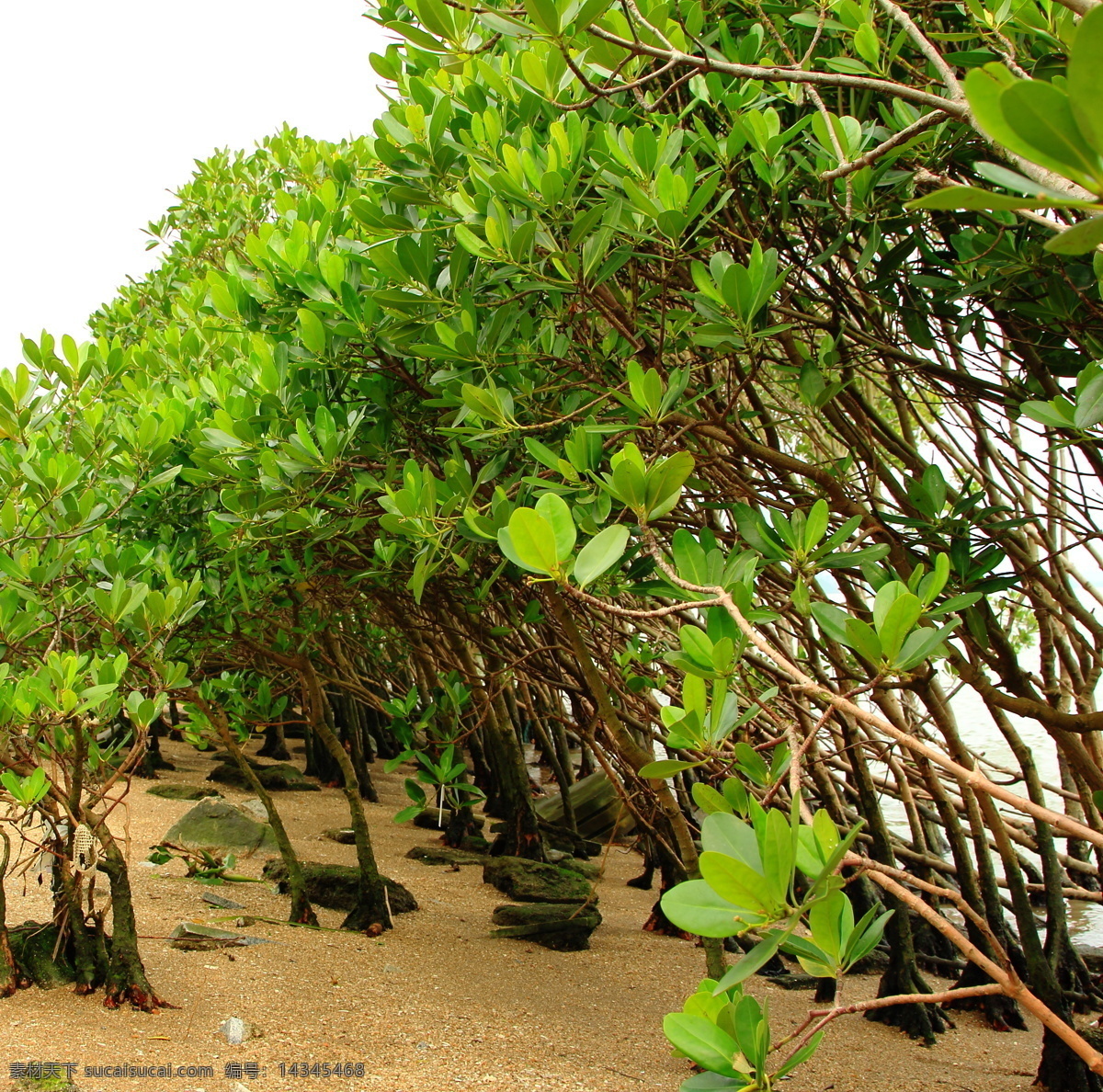 踏青 深圳湾 红树林 深圳红树林 海滩绿叶 沙滩石焦 水中树木 树木树叶 生物世界