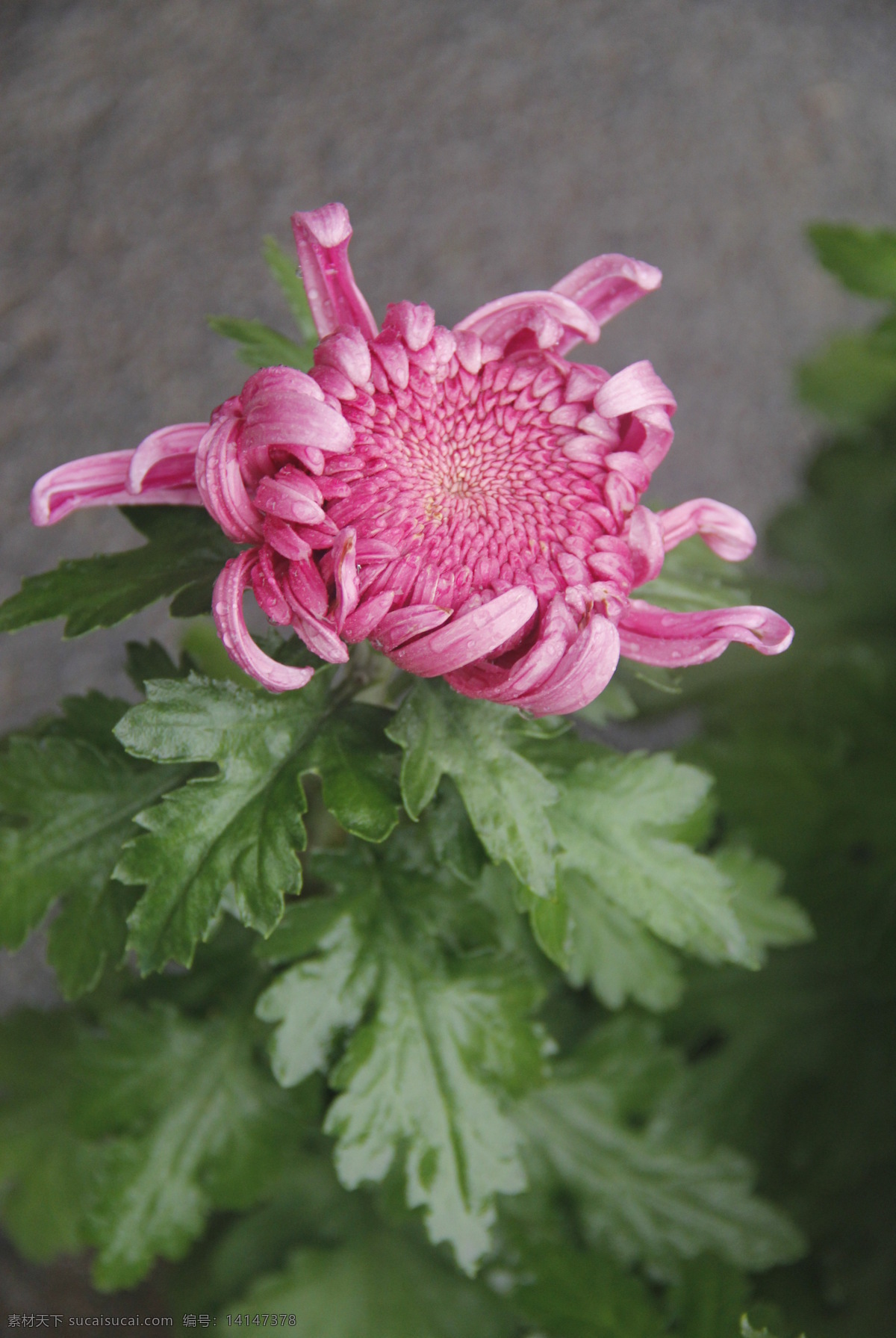 菊花 菊花展 粉色菊花 独支菊花 花草 生物世界