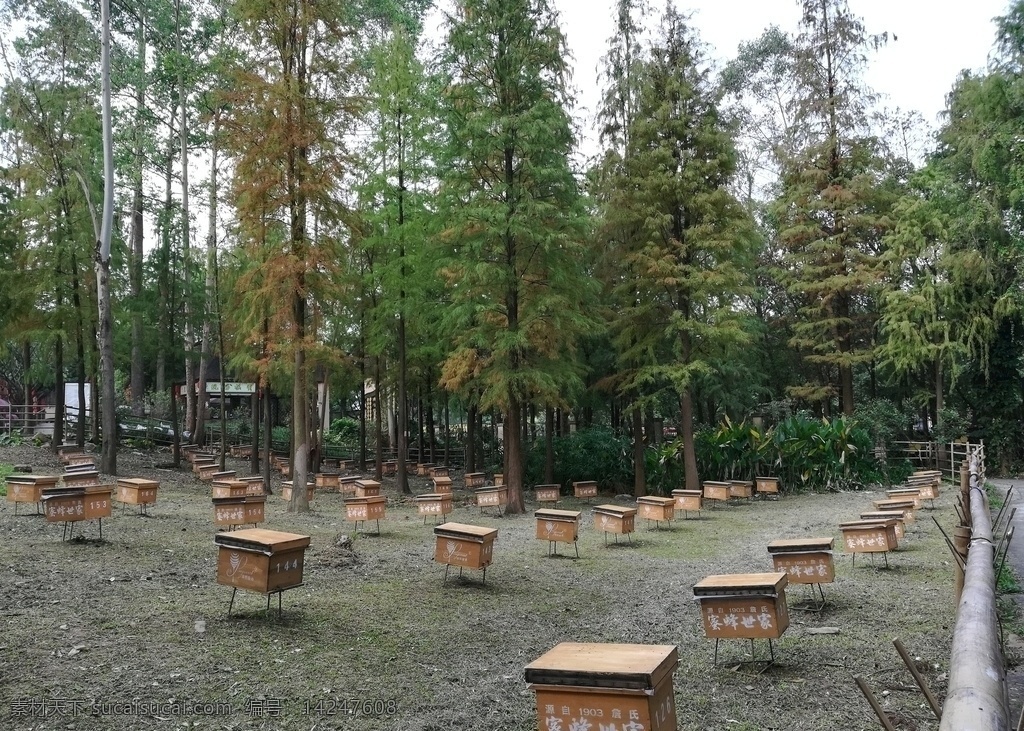 树林养蜂场 树林 树木 树 水杉树 养蜂 蜜蜂 养蜂场 自然景观 田园风光