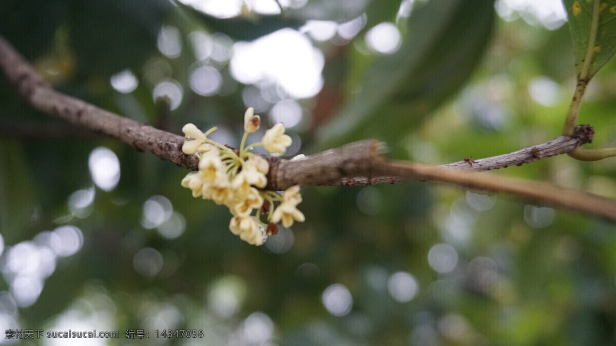 桂花 桂林 桂花近景 桂花摄影 树上的桂花 金黄的桂花 盛开的桂花 花草 生物世界