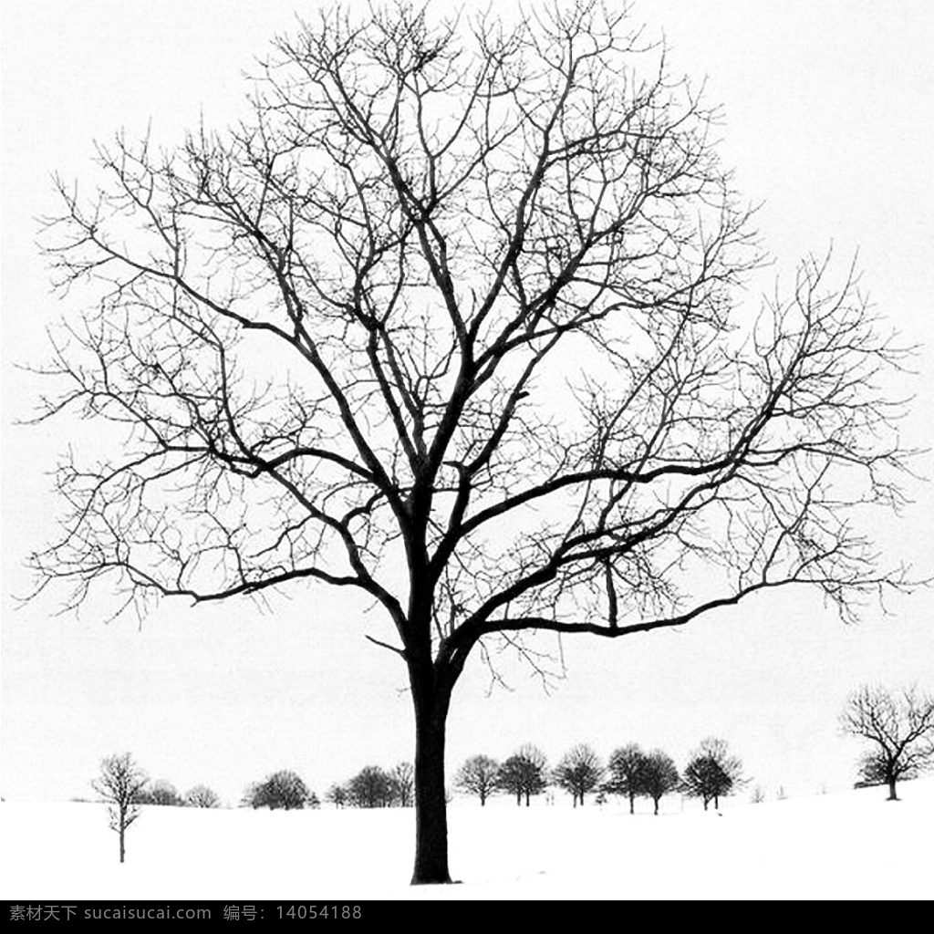 黑白树 灵魂 安静 颜色 分层 风景 源文件库
